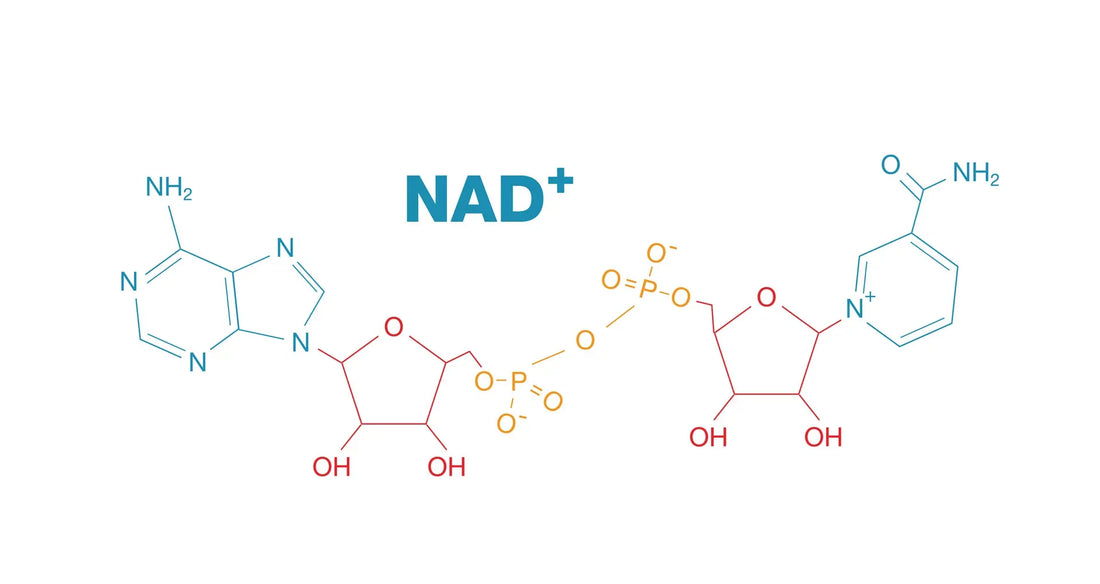 After Ozempic, Meet NAD+: The Next Big Biohack